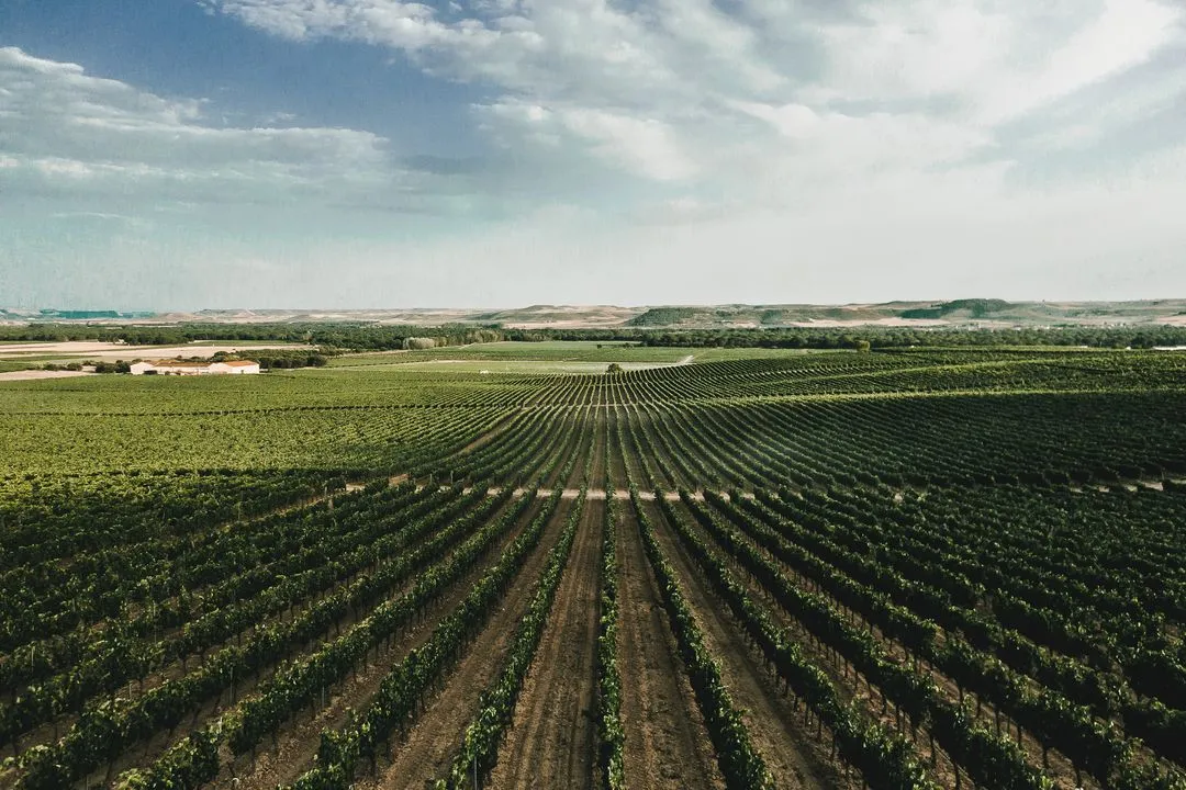 Viñas del Jaro