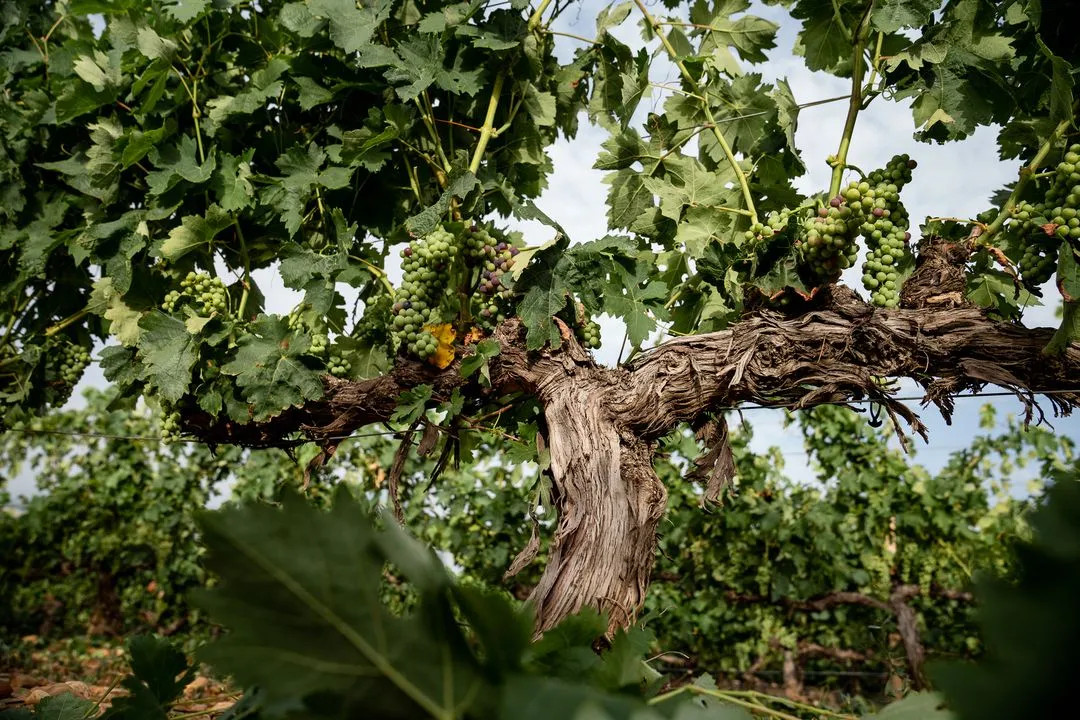 Viñas del Jaro