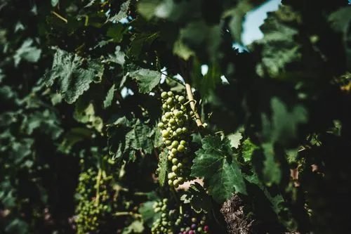 Viñas del Jaro