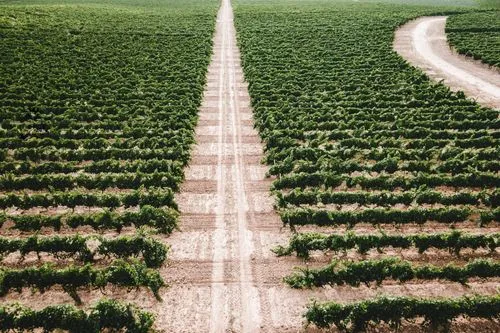 Viñas del Jaro
