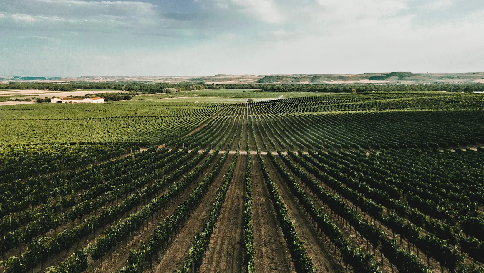 Viñas del Jaro — Viñas del Jaro